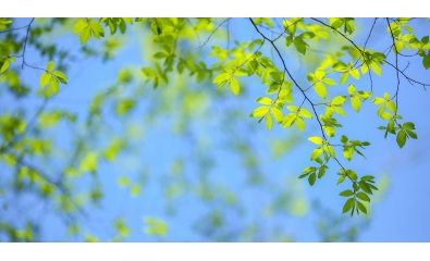 Green Customer 