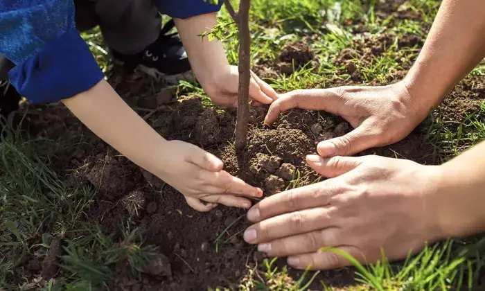Close-up of hands, including a child's and an adult's, planting a small tree in the soil, symbolizing care for the environment and sustainability.