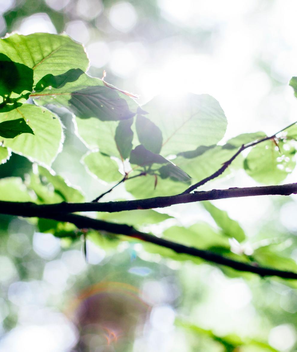 Barsebäck Clean Energy Park | Uniper