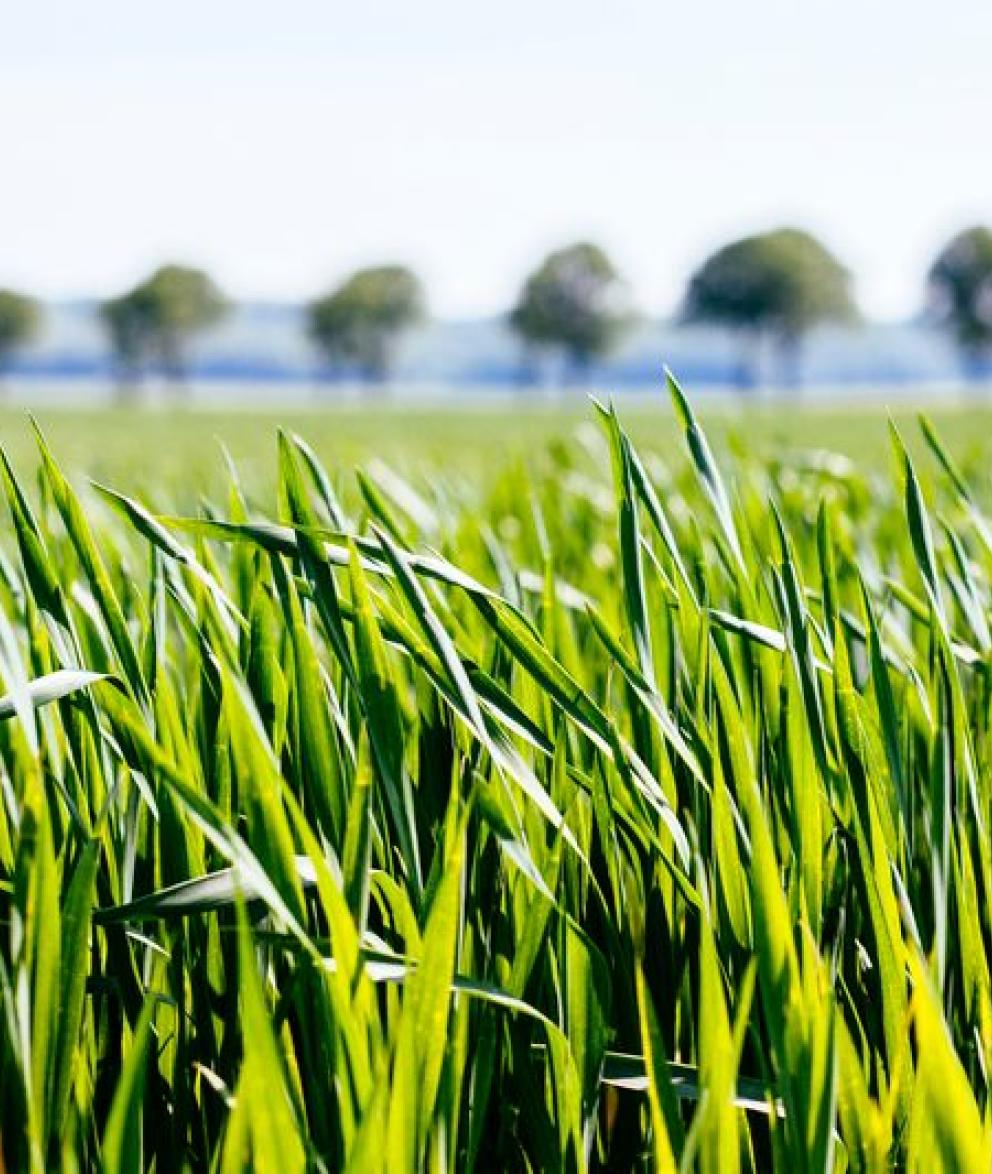 Grassy Fields with Treeline