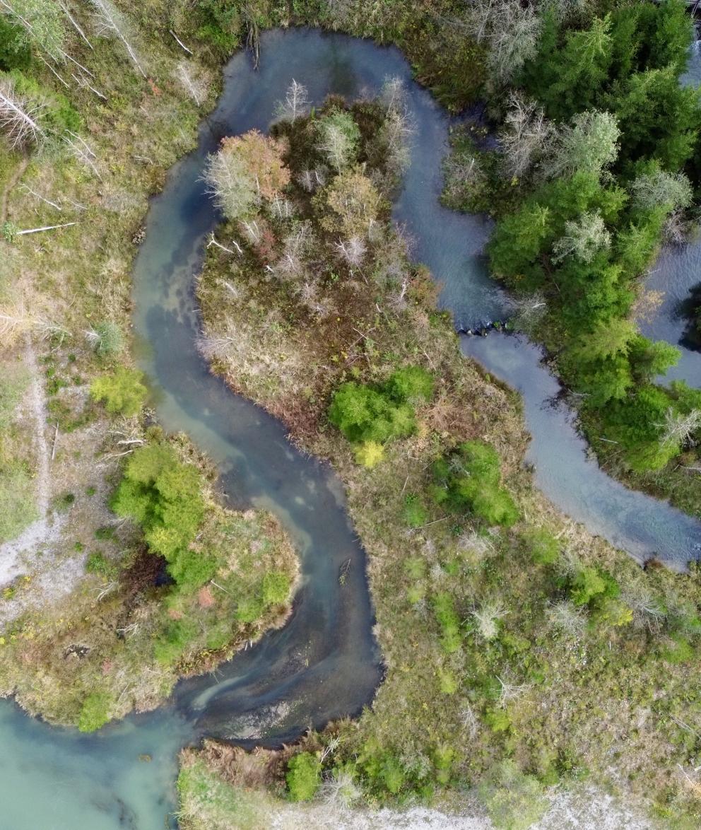 River flowing through a forest
