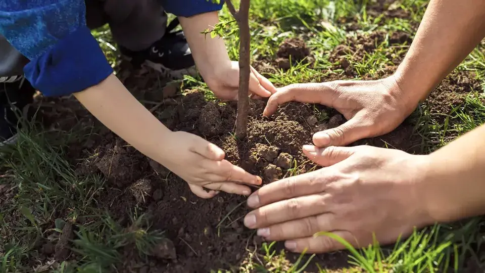 Close-up of hands, including a child's and an adult's, planting a small tree in the soil, symbolizing care for the environment and sustainability.