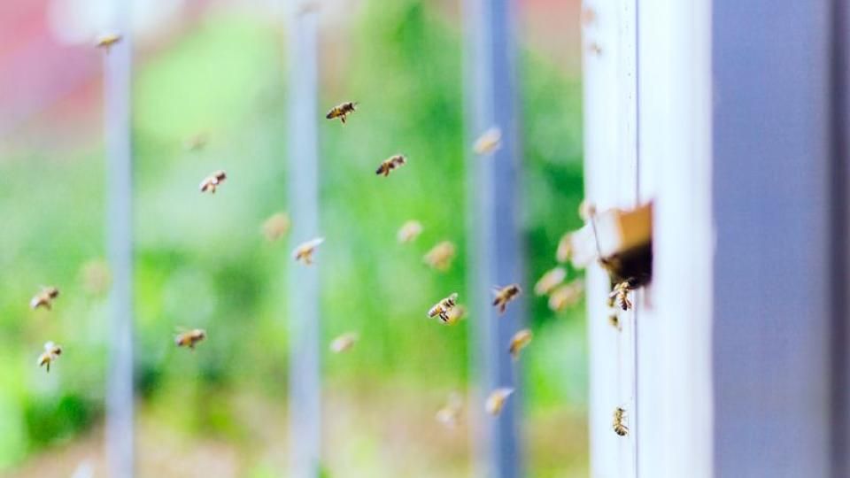 Bees flying to a hive