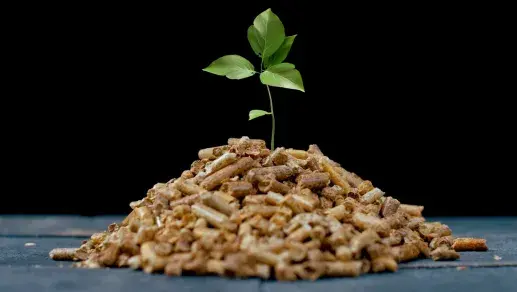 A small green plant sprouts from a pile of wood pellets, symbolizing renewable energy and sustainability. The dark background highlights the contrast between the natural growth and the biofuel material.
