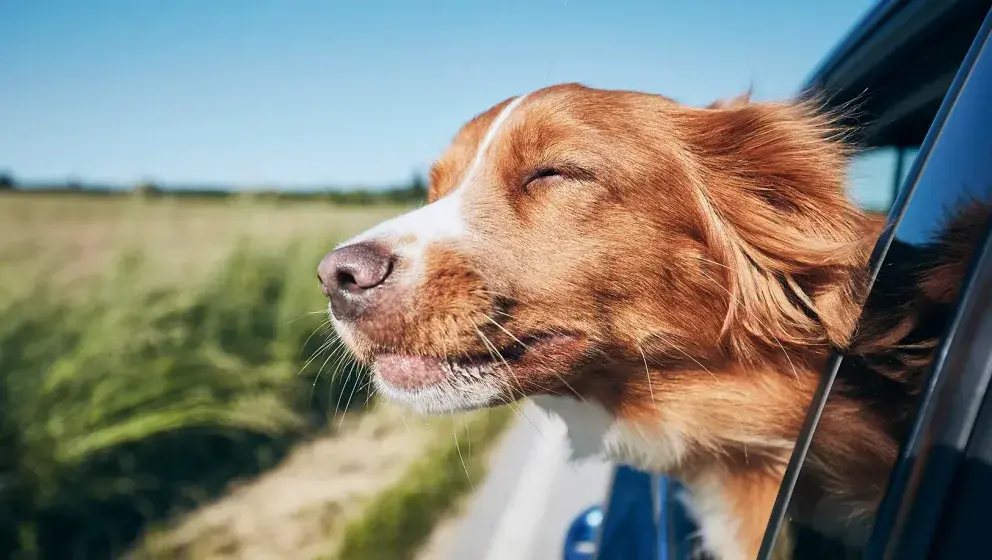 een hond hangt uit het raam van een auto