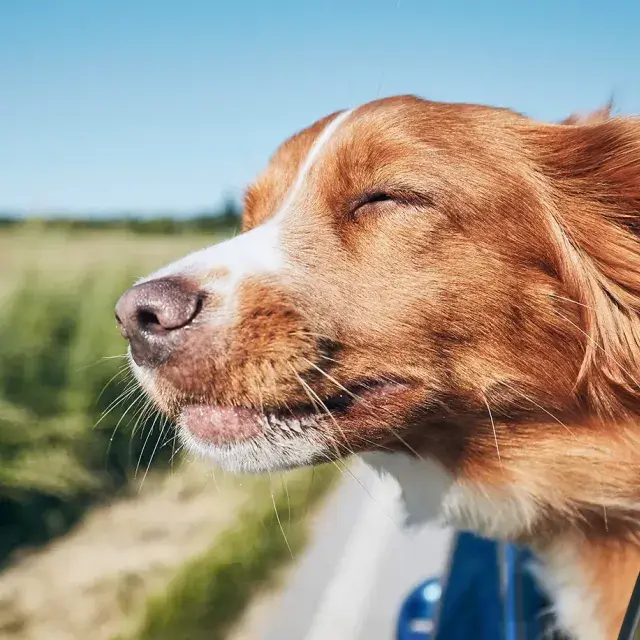 een hond hangt uit het raam van een auto