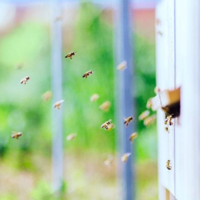 Bees flying to a hive